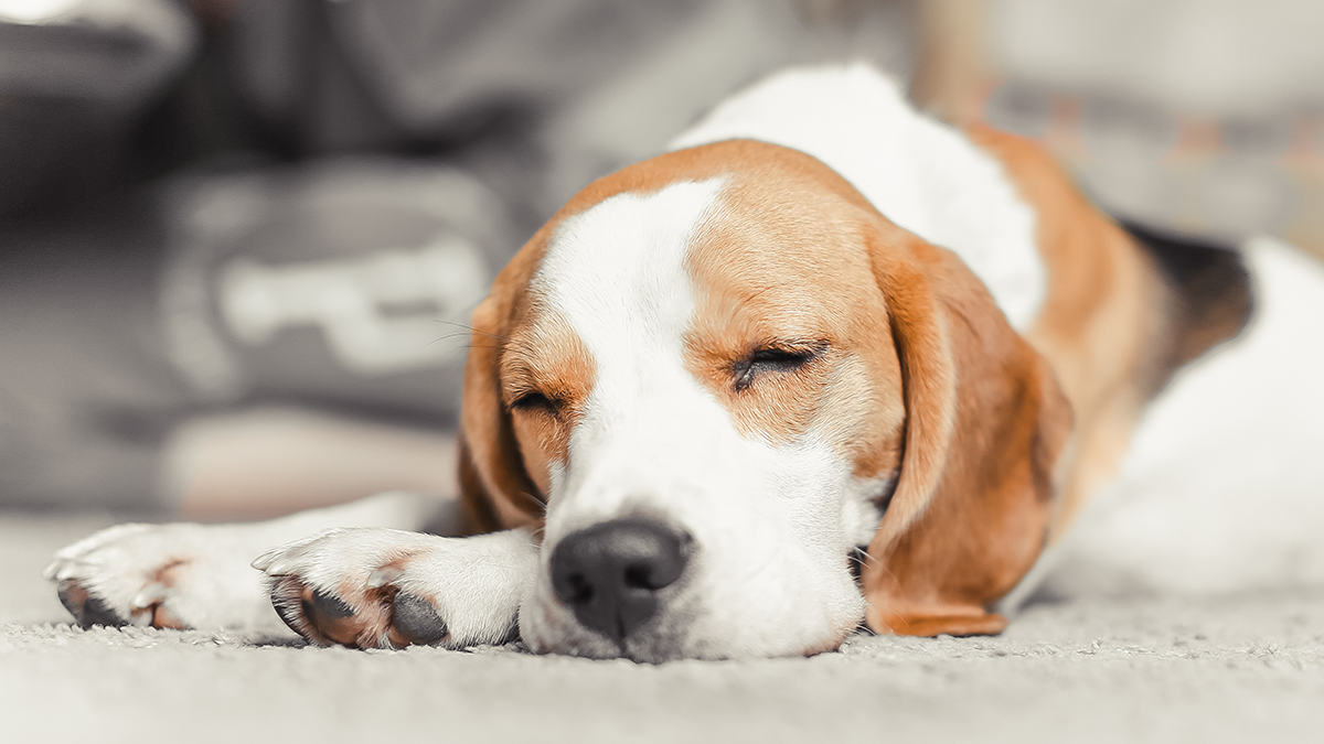 In welcher Position schläft euer Hund? Es sagt viel über seinen