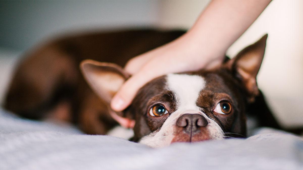 So streichelt ihr euren Hund am besten, um ihm eure Liebe zu zeigen