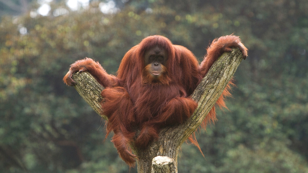 Pfleger denken, Orang-Utan-Dame frisst zu viel, dann folgt die Überraschung