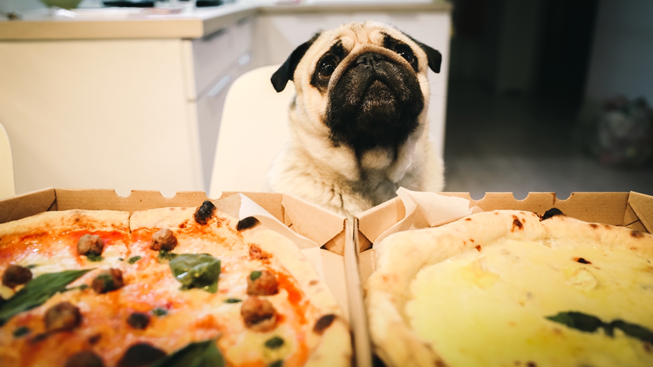 Hunde auf Pizzakarton Pizzeria unterstützt Tierheim auf originelle Weise