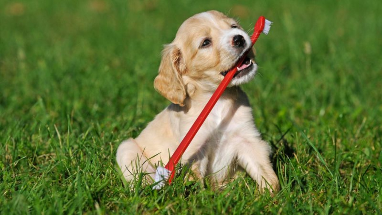 Früh übt sich So bringst du deinem Hund die richtige Zahnpflege bei