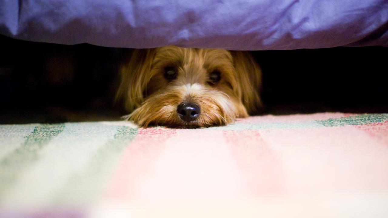 Mit diesen alternativen Möglichkeiten hat euer Hund am Silvesterabend