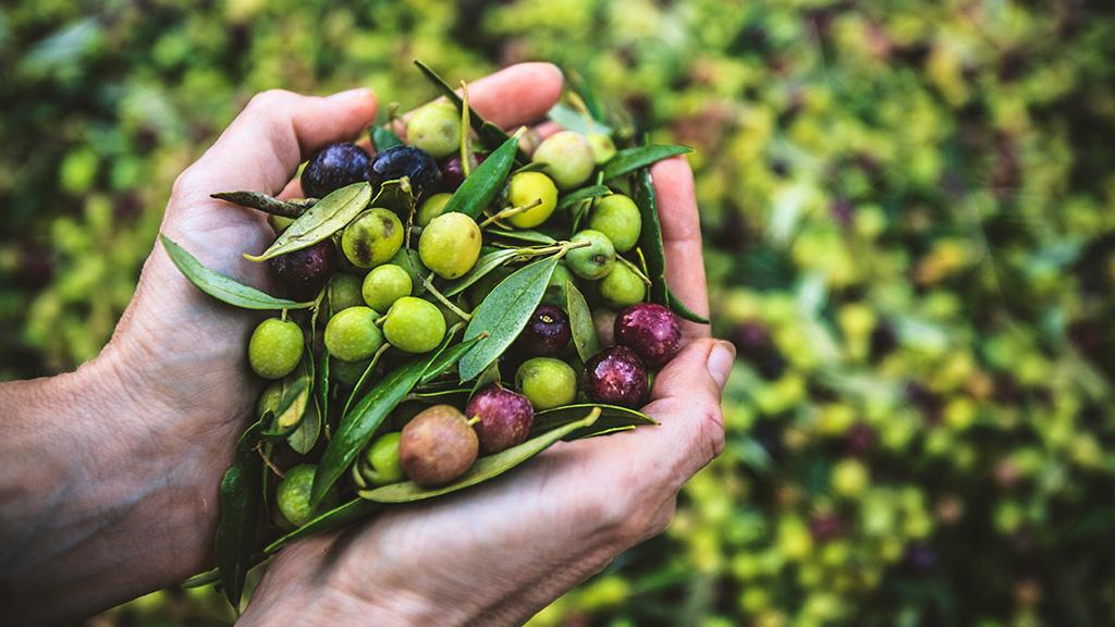 OlivenölProduktion kostet Millionen geschützter Tiere das Leben