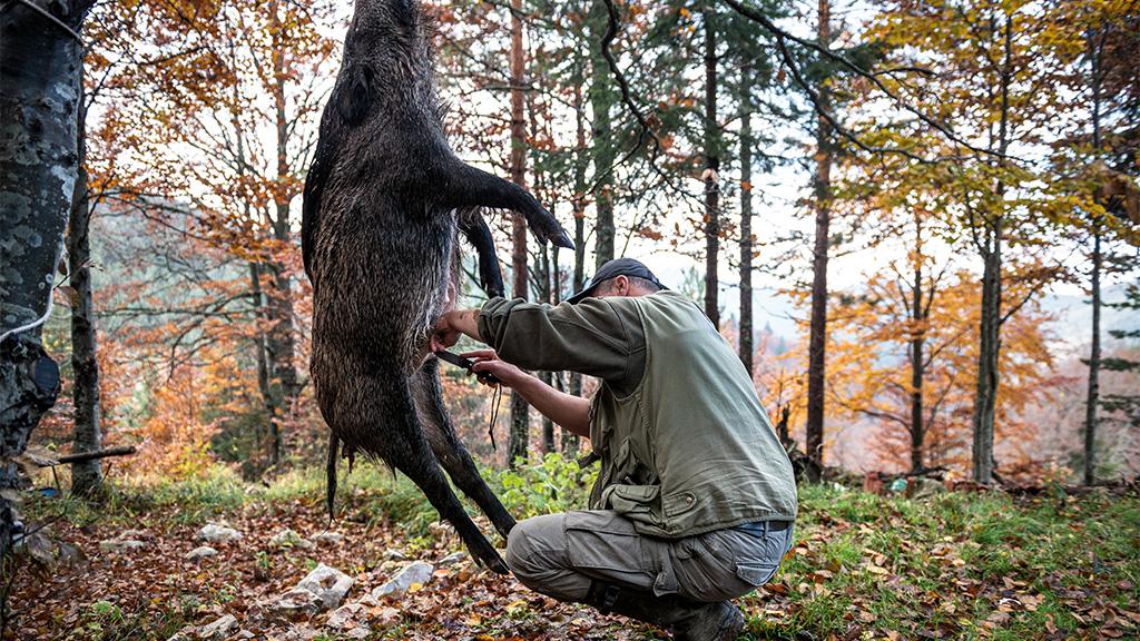 Jäger erlegt Wildschwein: Als er es aufschneidet, traut er seinen Augen