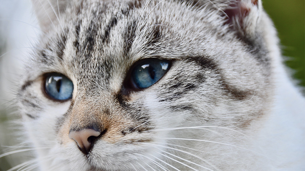 5 Wunderschöne Katzenrassen Mit Blauen Augen