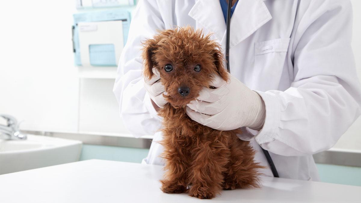 Hund schleppt sich selbst krank zum Tierarzt und winselt um Behandlung