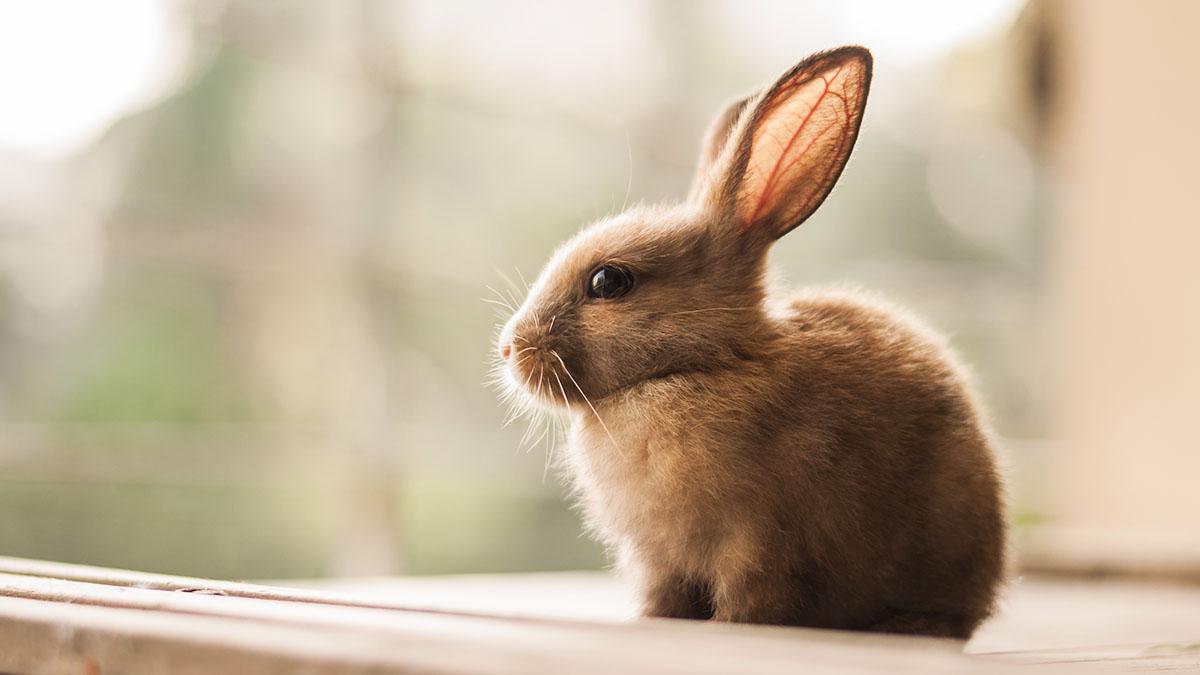 Diese Haschen Haben Eine Mission Beweisen Dass Sie Susser Sind Als Katzenbabys